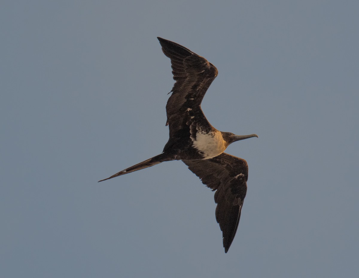 Magnificent Frigatebird - ML620774644