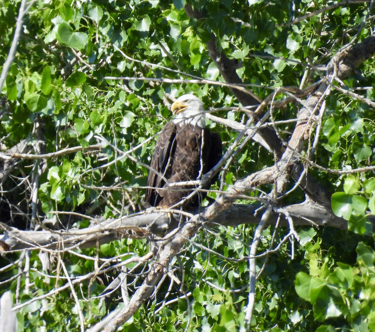 Weißkopf-Seeadler - ML620774645