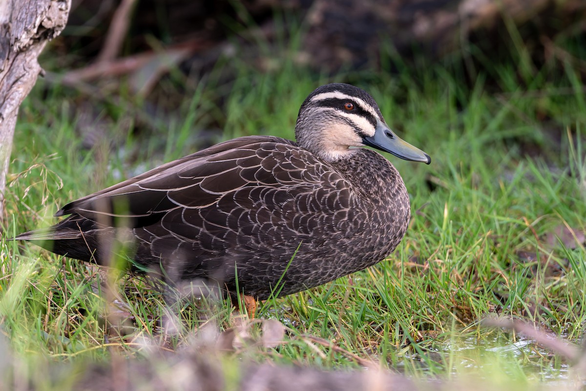 Pacific Black Duck - ML620774647