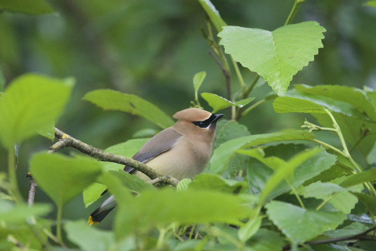 Cedar Waxwing - ML620774649