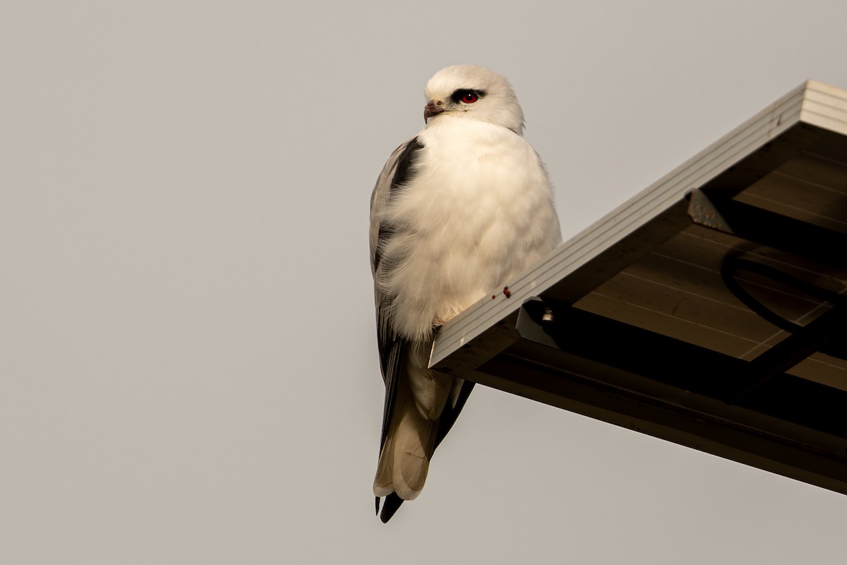 Black-shouldered Kite - ML620774651