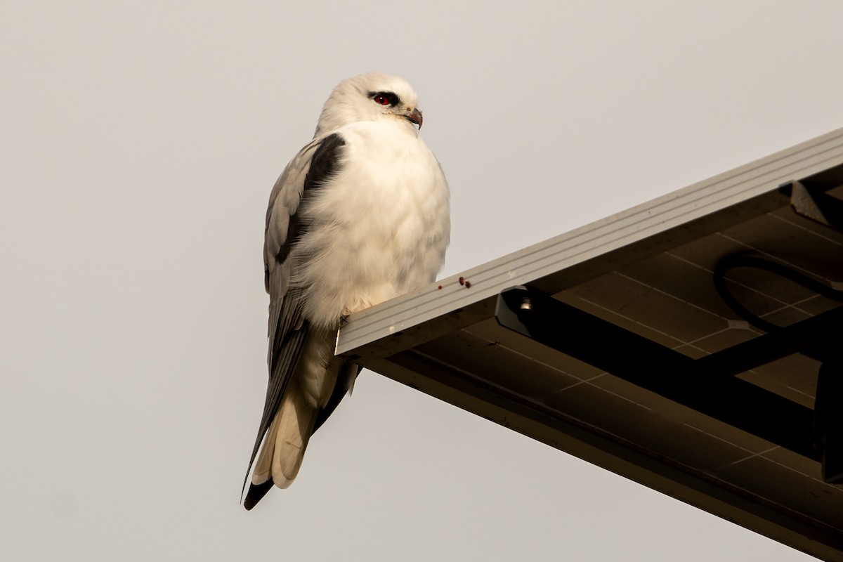 Black-shouldered Kite - John  Van Doorn