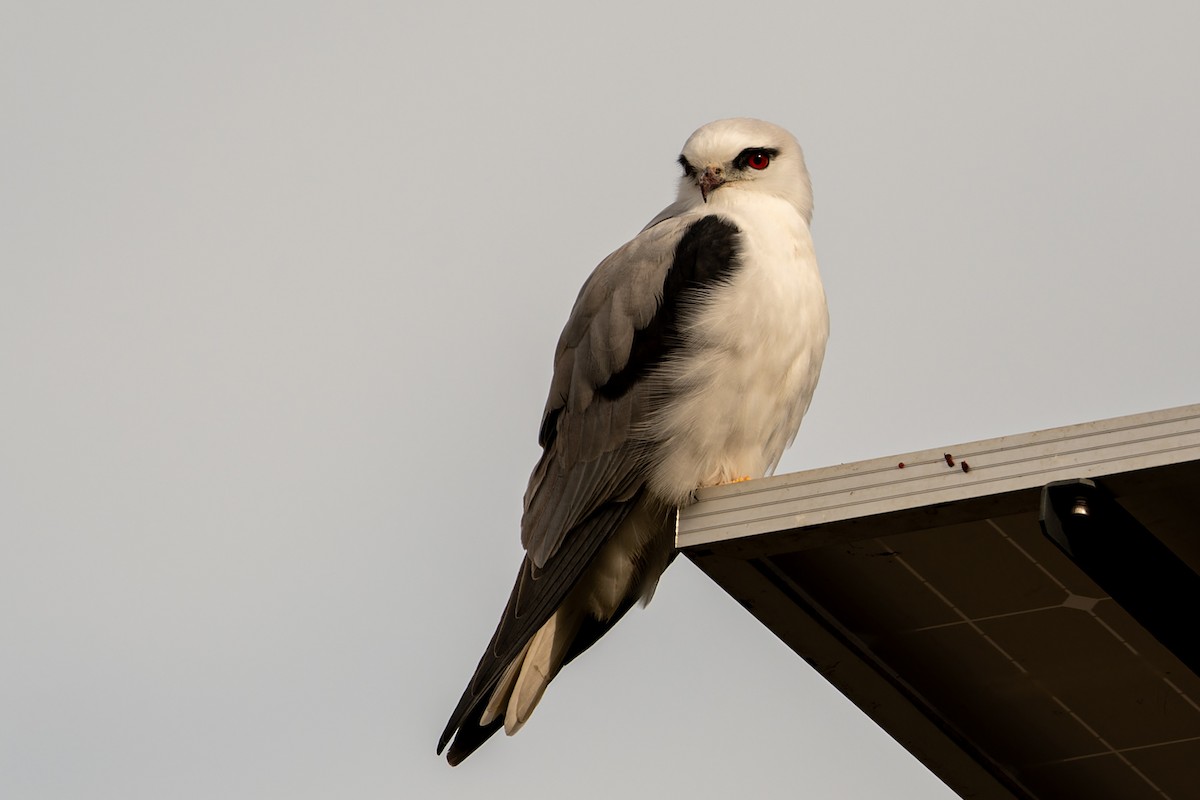 Black-shouldered Kite - ML620774653