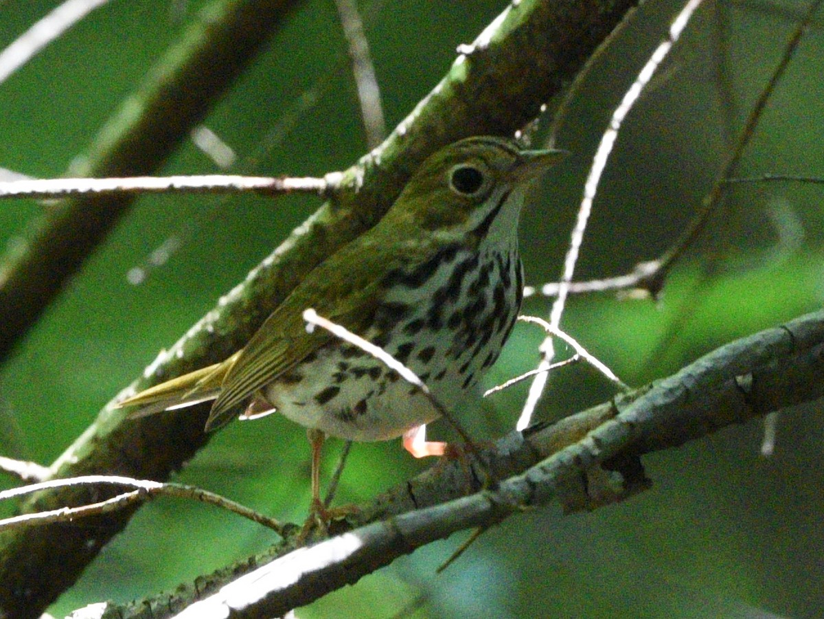 Ovenbird - ML620774656