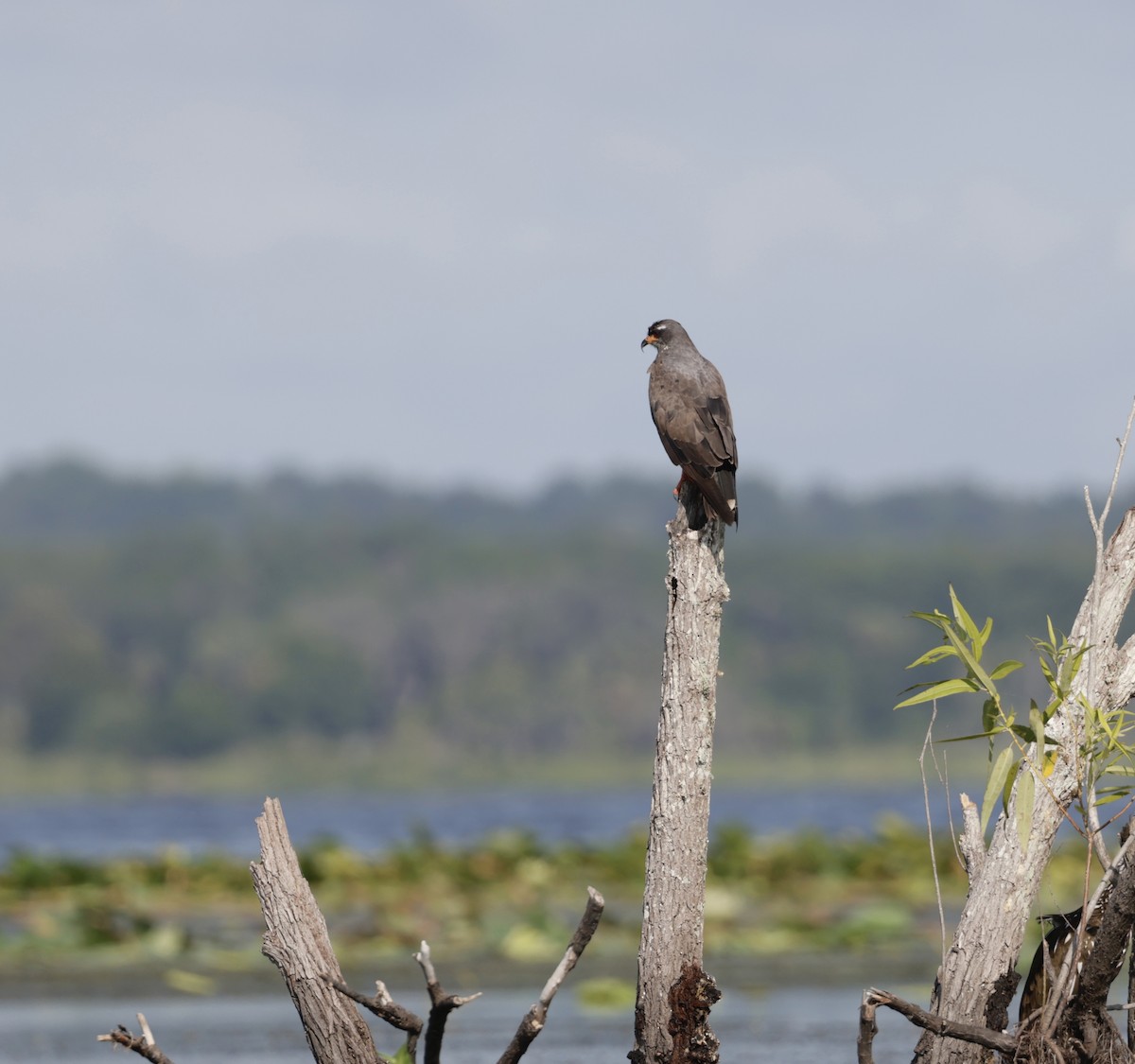 Snail Kite - ML620774658