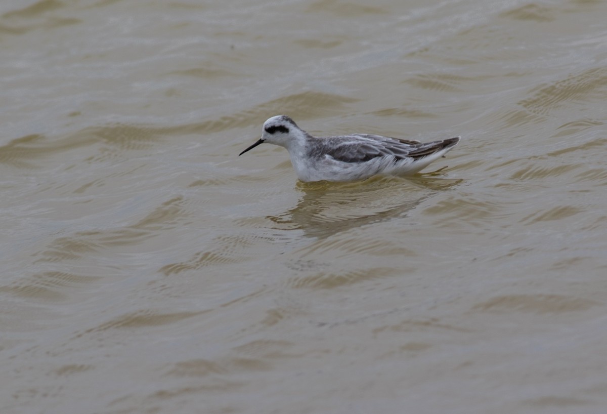 Phalarope à bec étroit - ML620774659