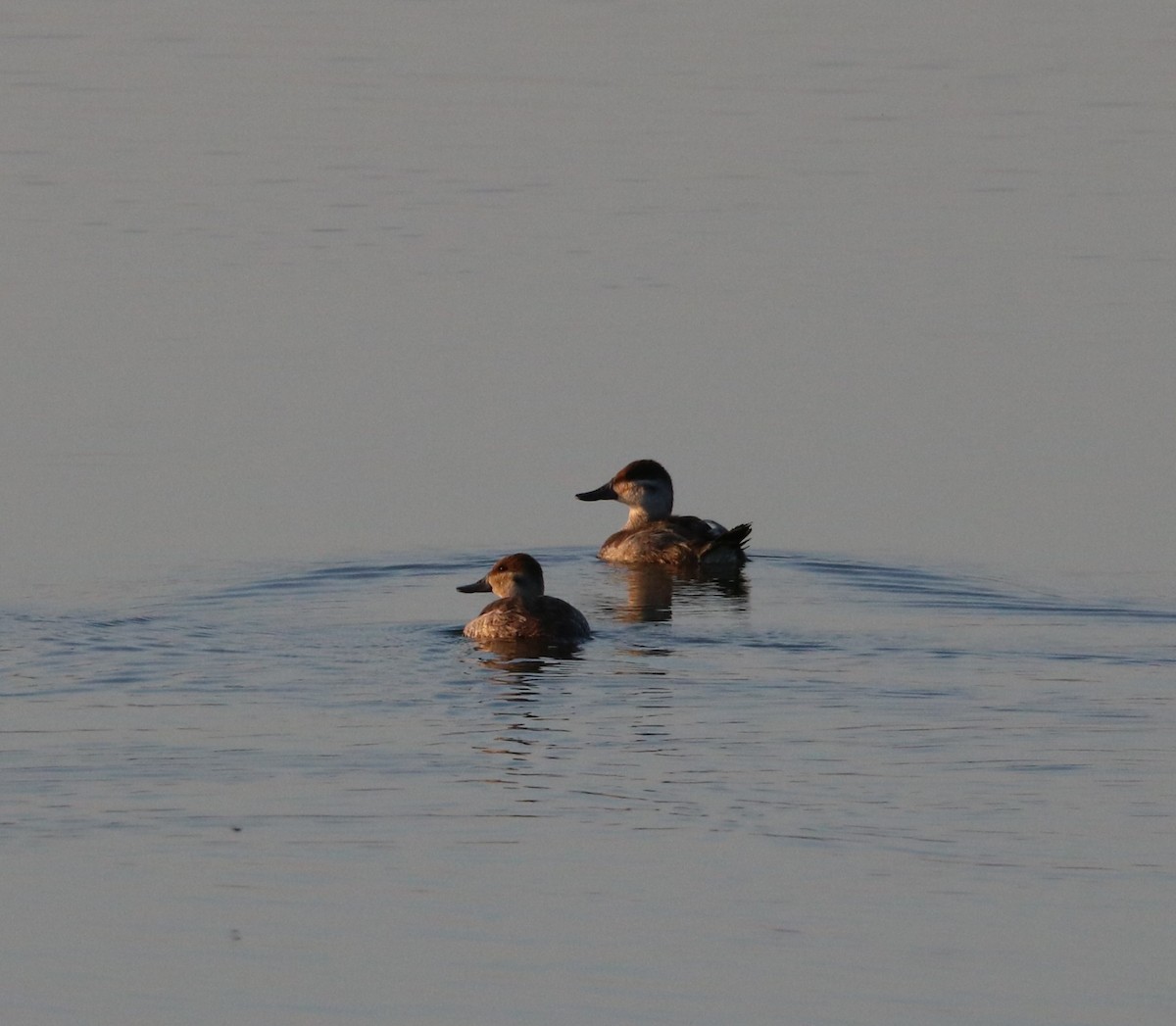 Ruddy Duck - ML620774660