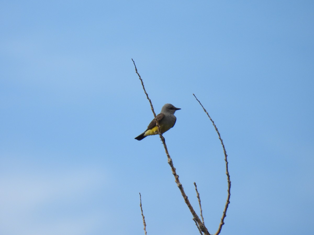 Western Kingbird - ML620774668