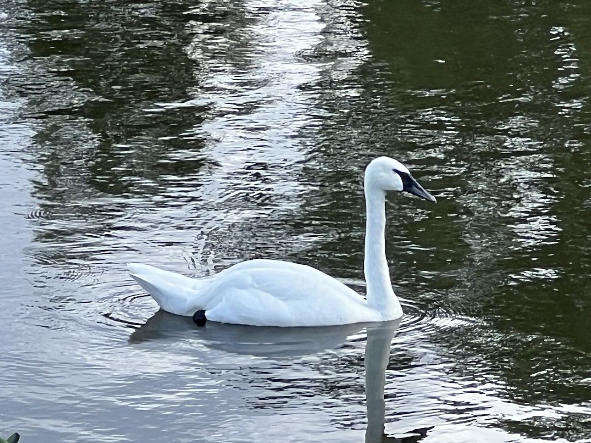 Trumpeter Swan - ML620774670