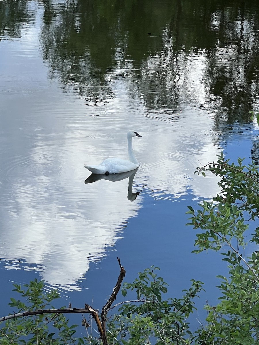 Trumpeter Swan - ML620774671