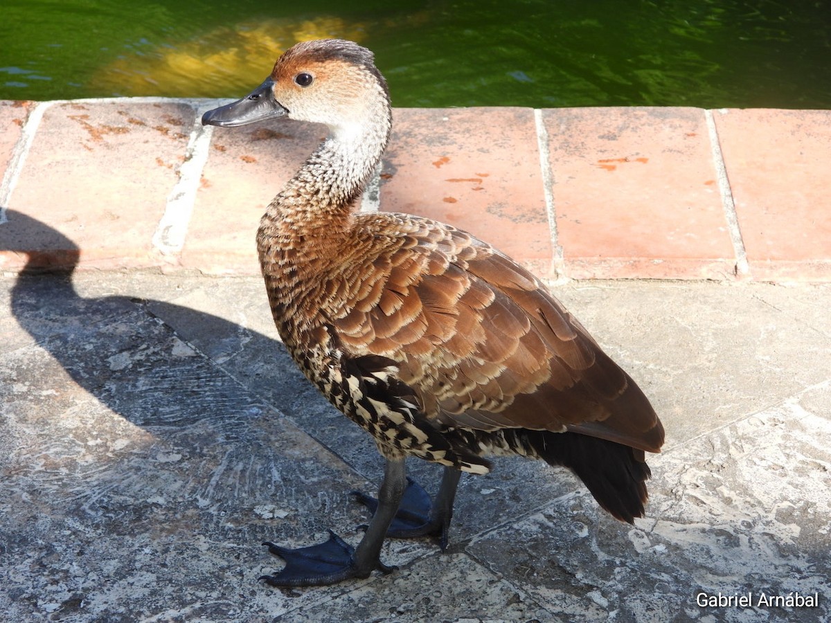 West Indian Whistling-Duck - ML620774672