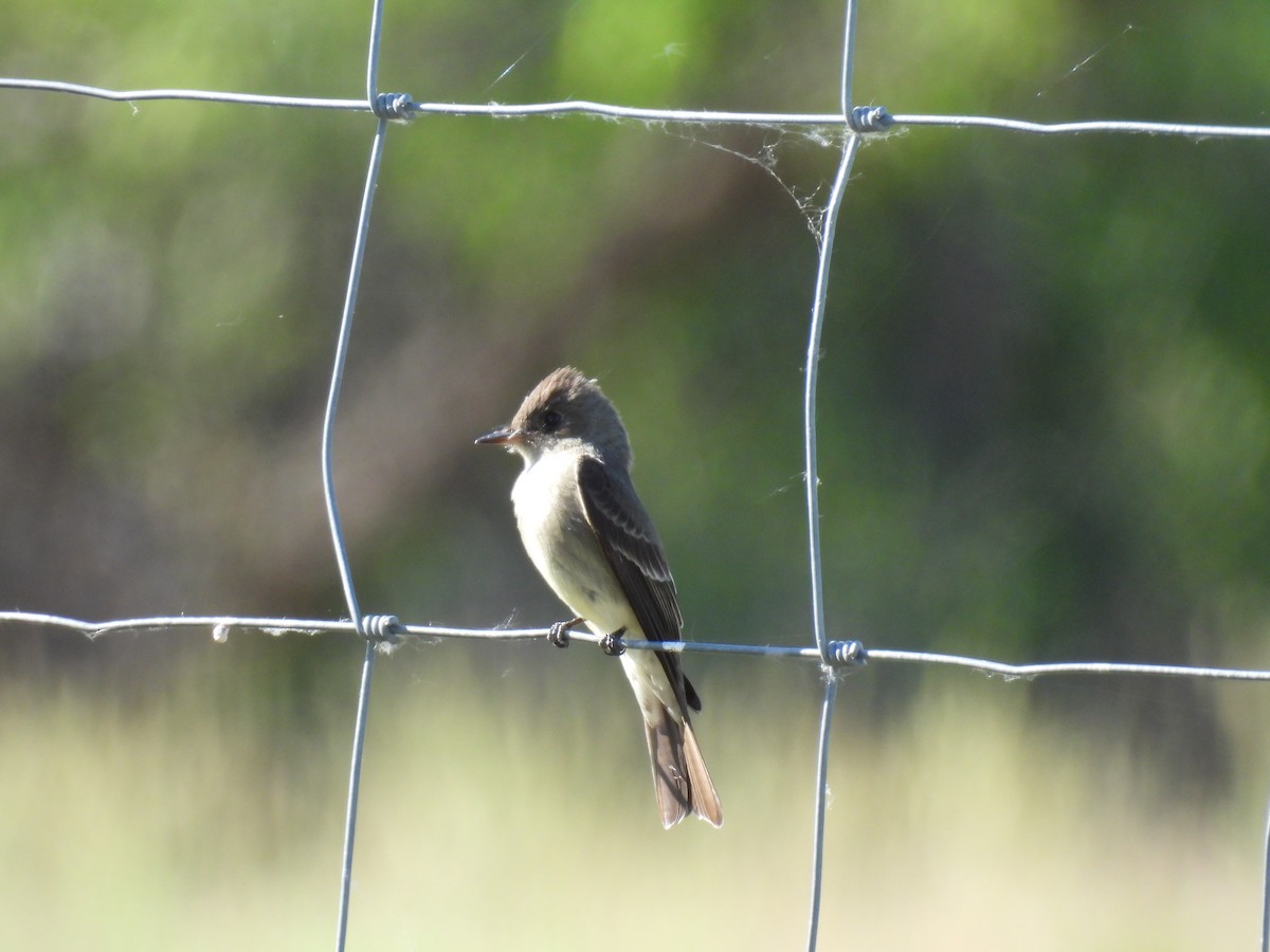 Western Wood-Pewee - ML620774674