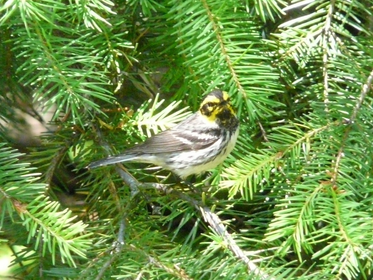 Townsend's x Hermit Warbler (hybrid) - ML620774679