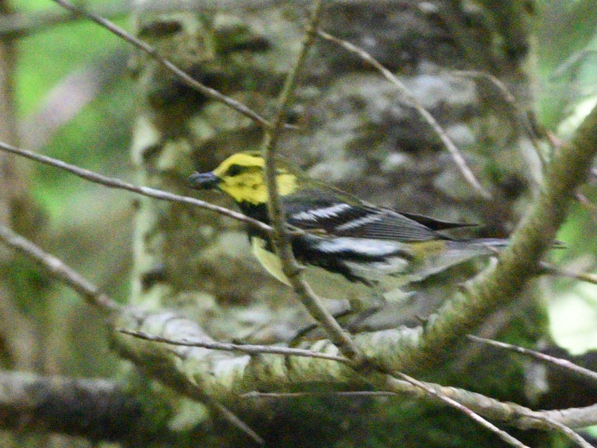 Paruline à gorge noire - ML620774683