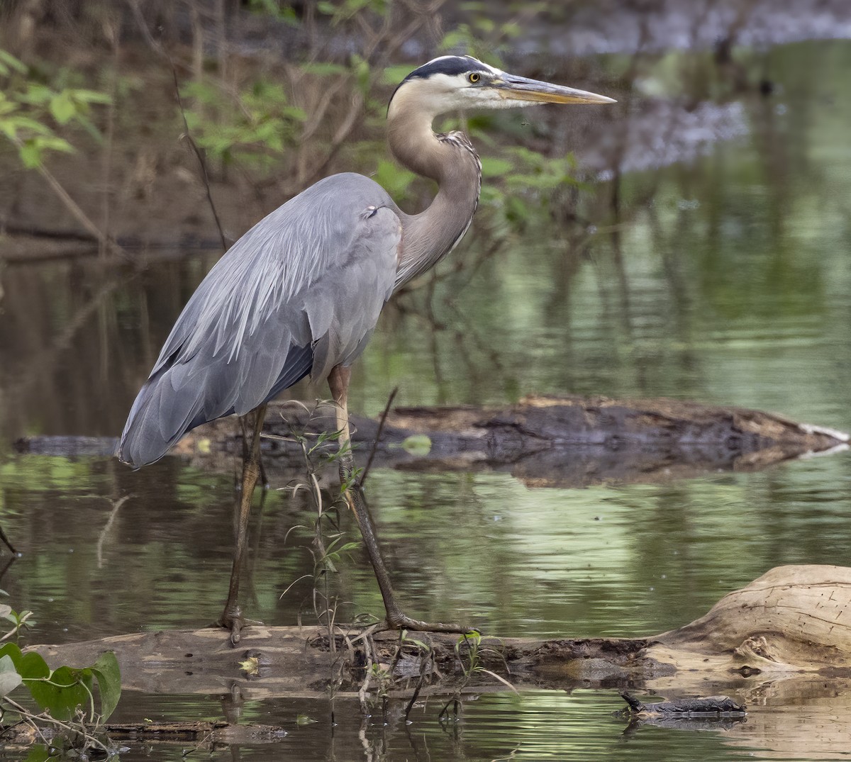 Great Blue Heron - ML620774685