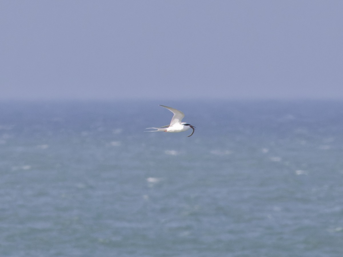 Common Tern - ML620774688