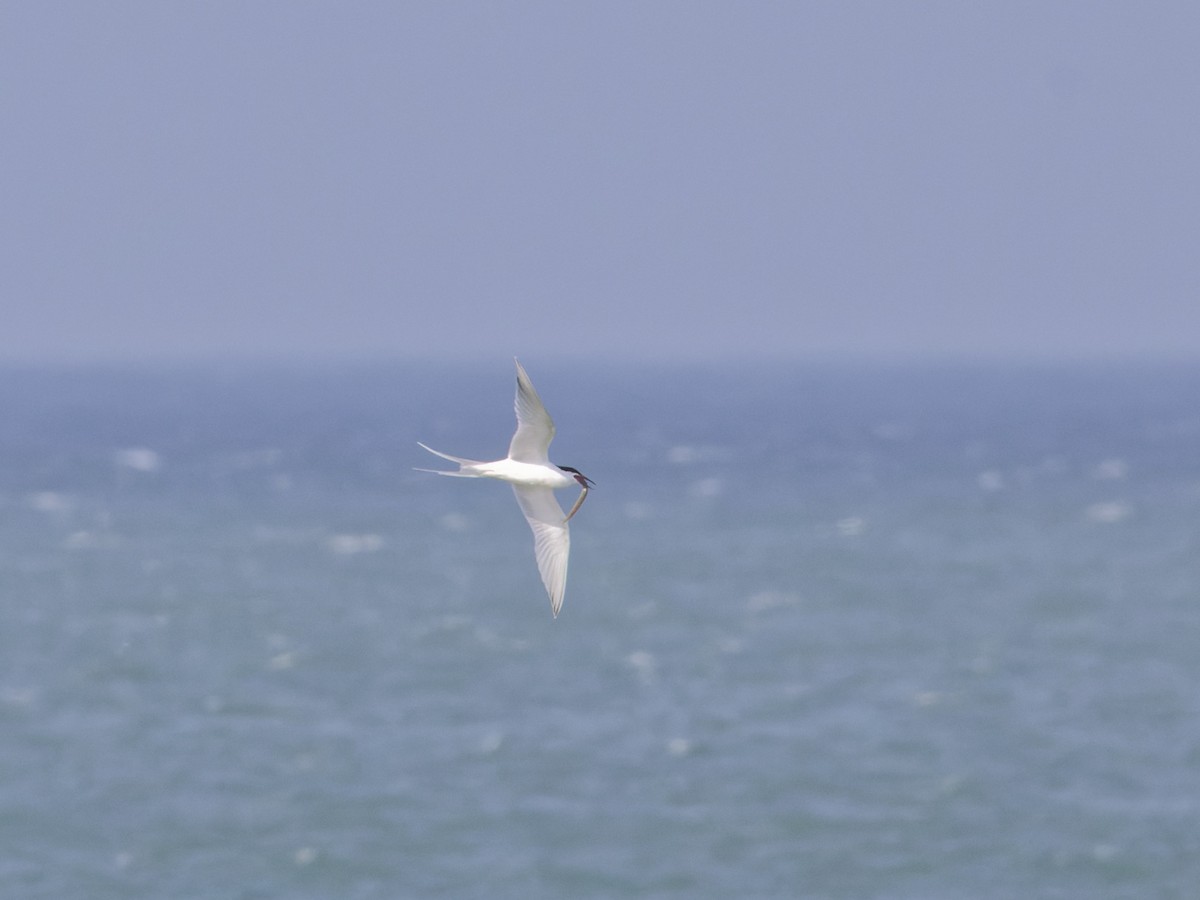 Common Tern - ML620774689