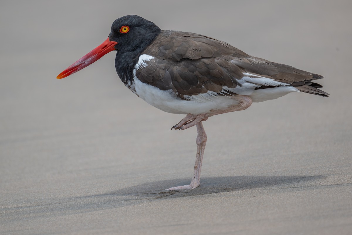 American Oystercatcher - ML620774694