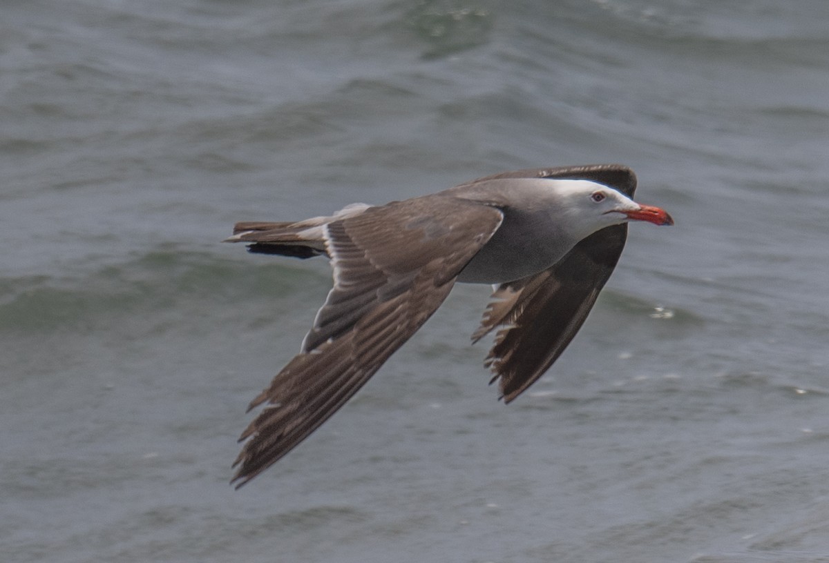 Heermann's Gull - ML620774697