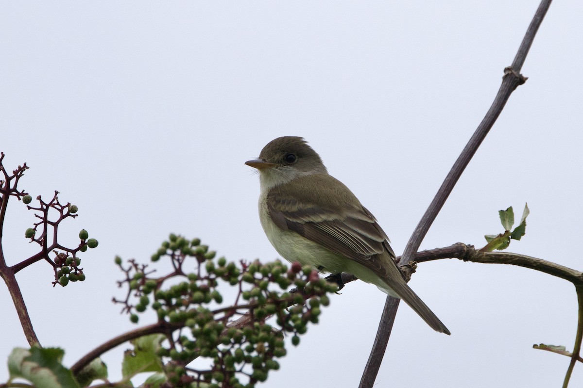 Willow Flycatcher - ML620774699