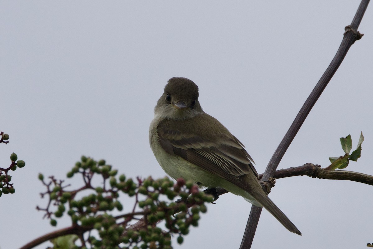 Willow Flycatcher - ML620774701