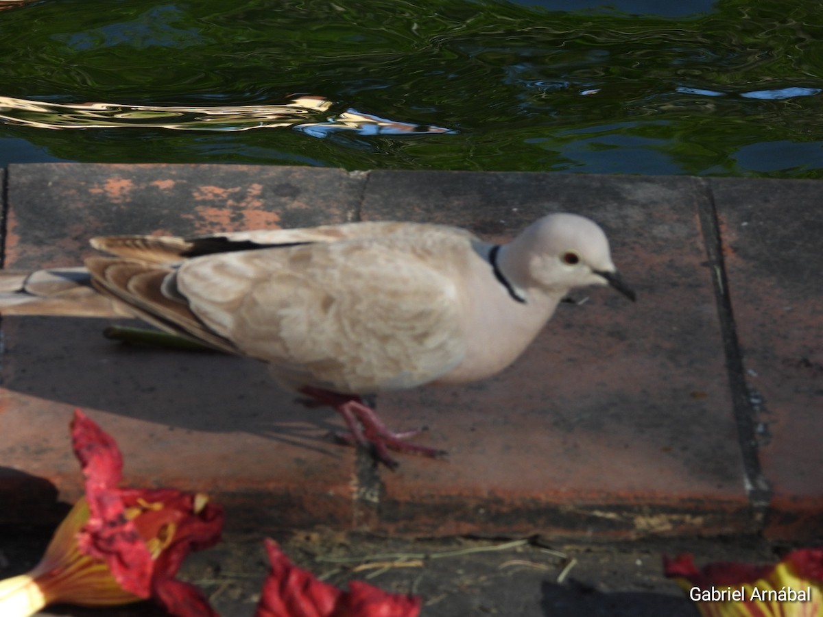 Eurasian Collared-Dove - ML620774703