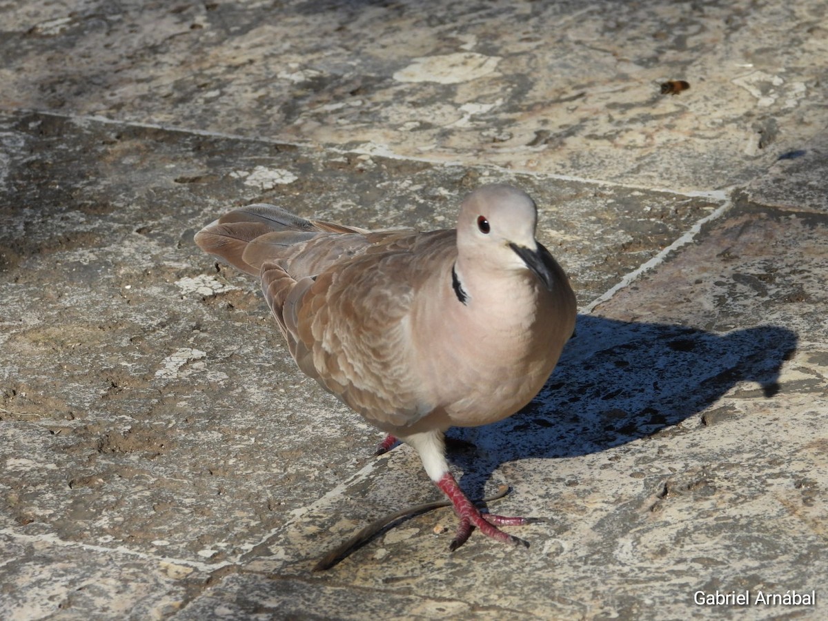 Eurasian Collared-Dove - ML620774704