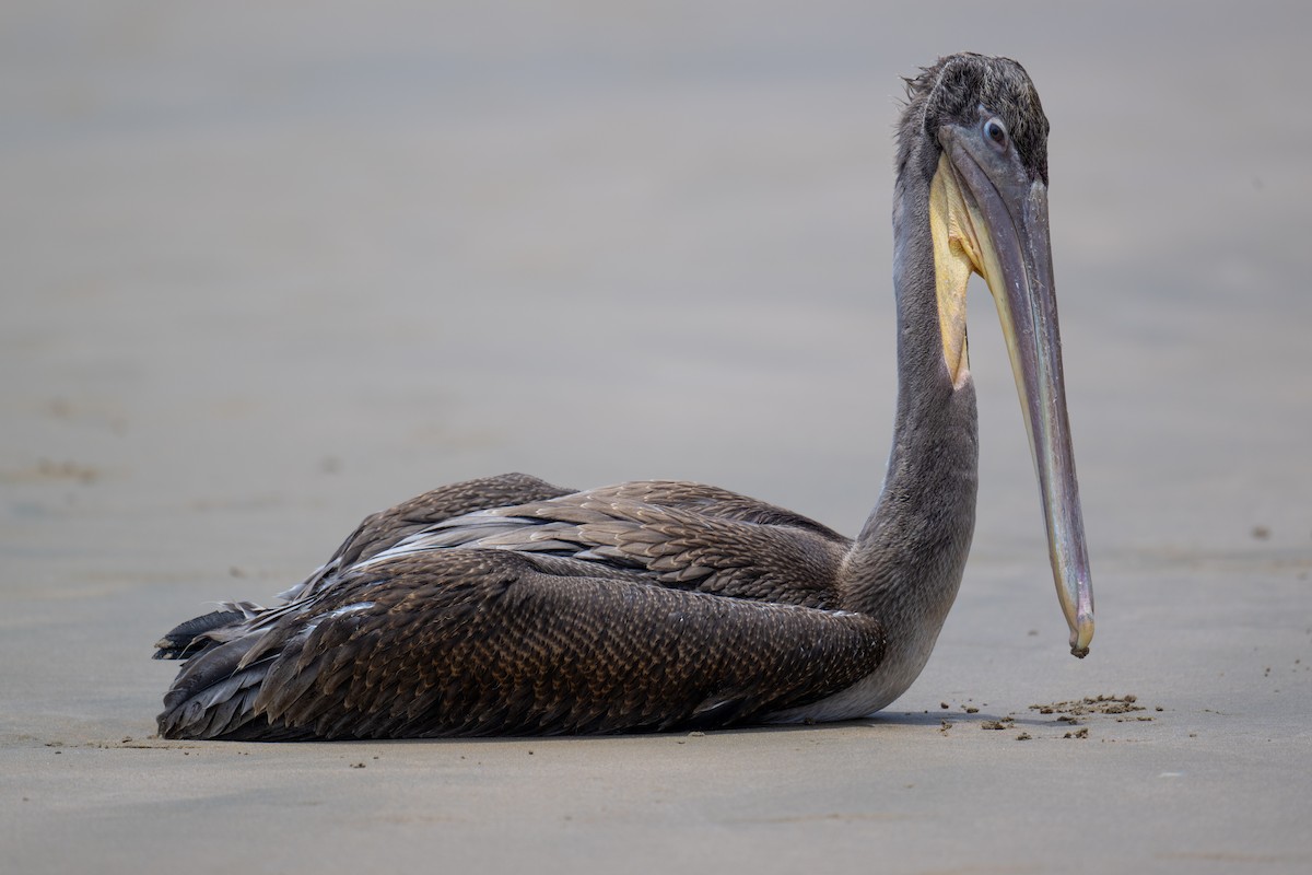 Brown Pelican - ML620774705