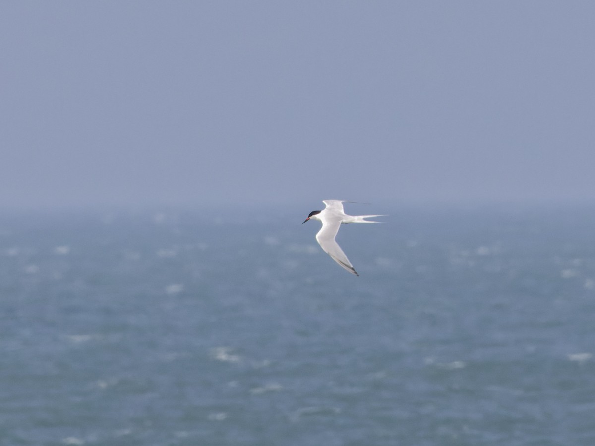 Common Tern - ML620774706