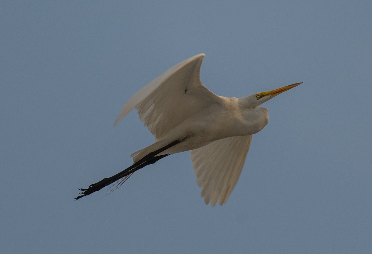 Great Egret - ML620774709