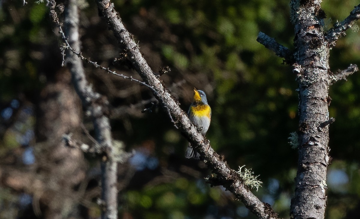 Northern Parula - ML620774711