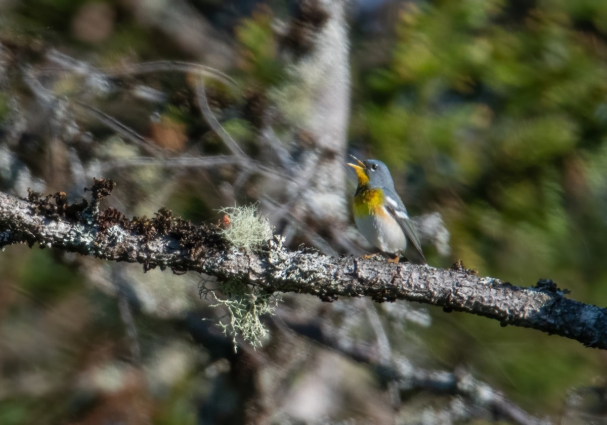 Northern Parula - ML620774712