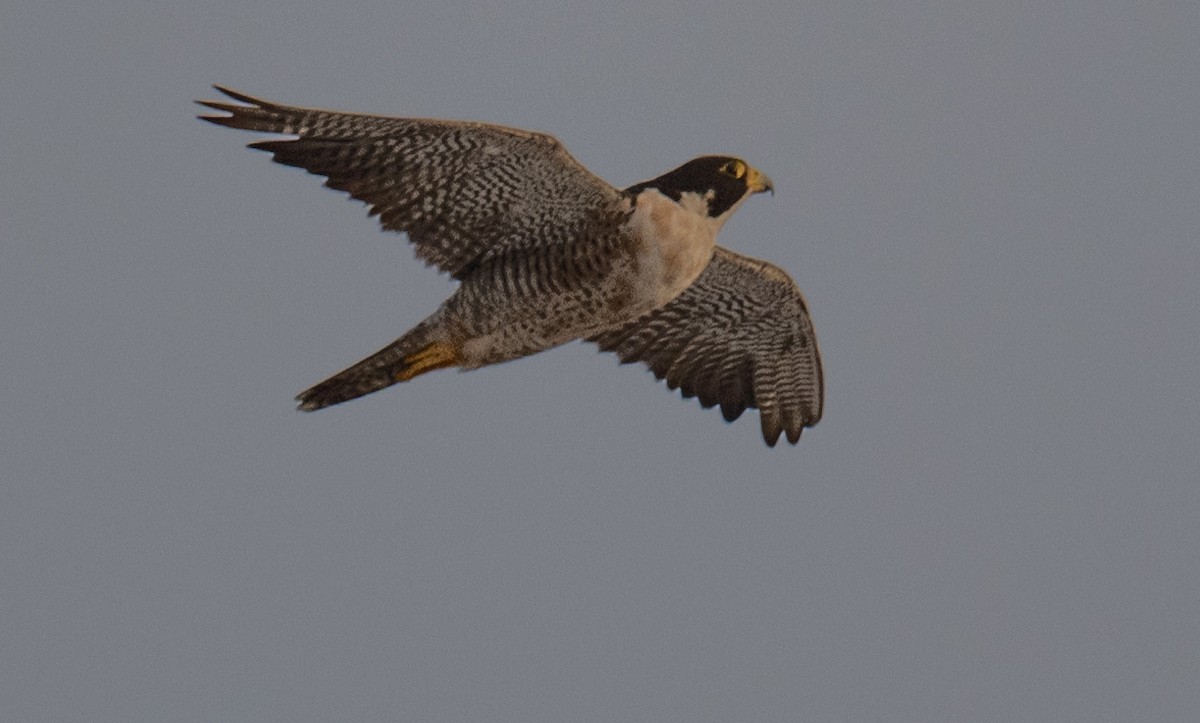 Peregrine Falcon - ML620774715