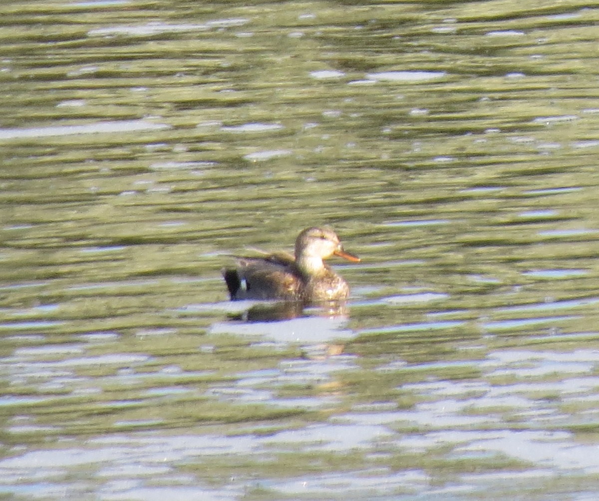 Gadwall - ML620774720