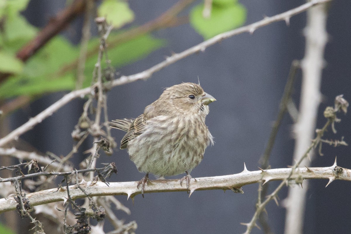 House Finch - ML620774722