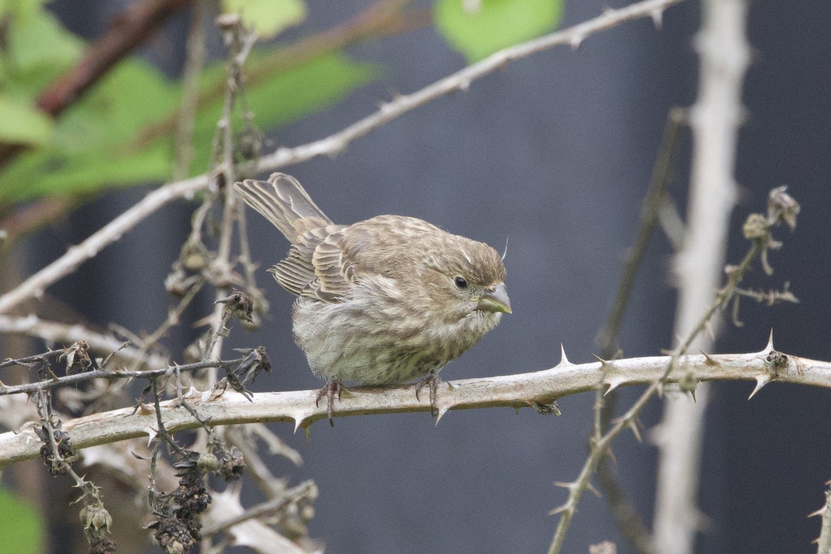 House Finch - ML620774723