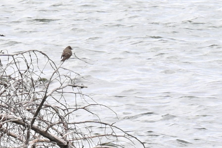 Western Wood-Pewee - ML620774724