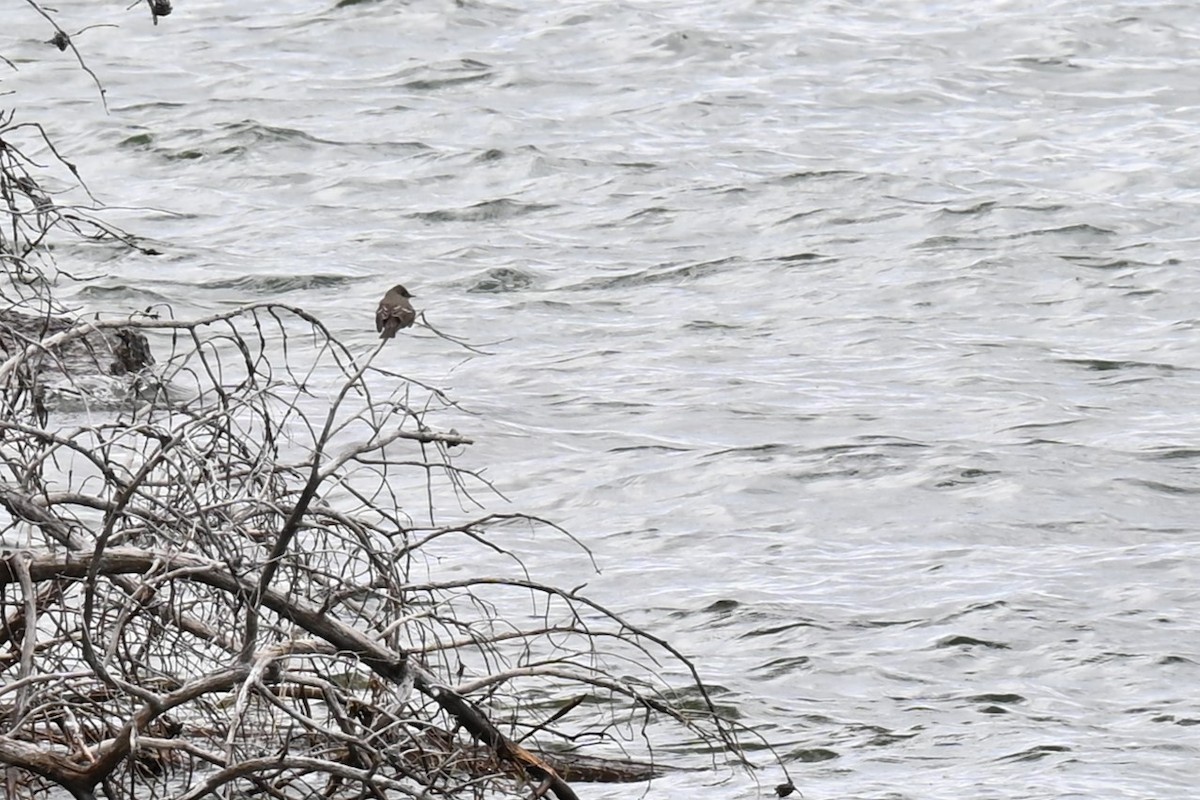 Western Wood-Pewee - ML620774726