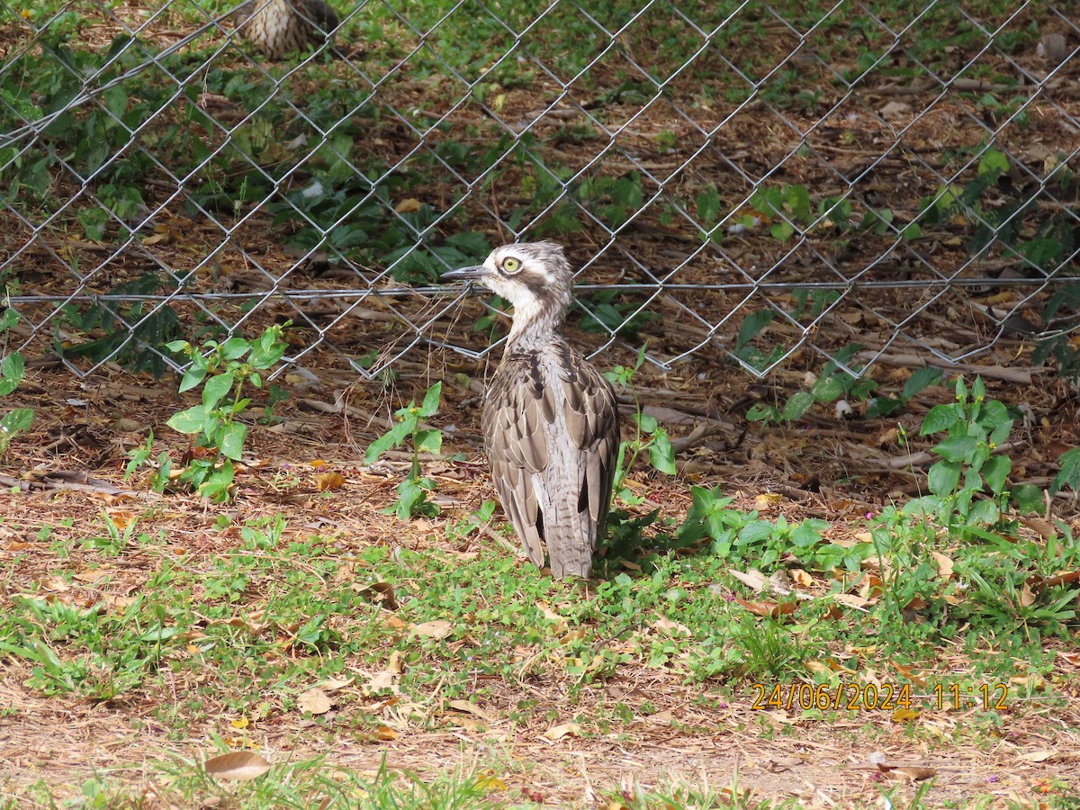 Bush Thick-knee - ML620774728