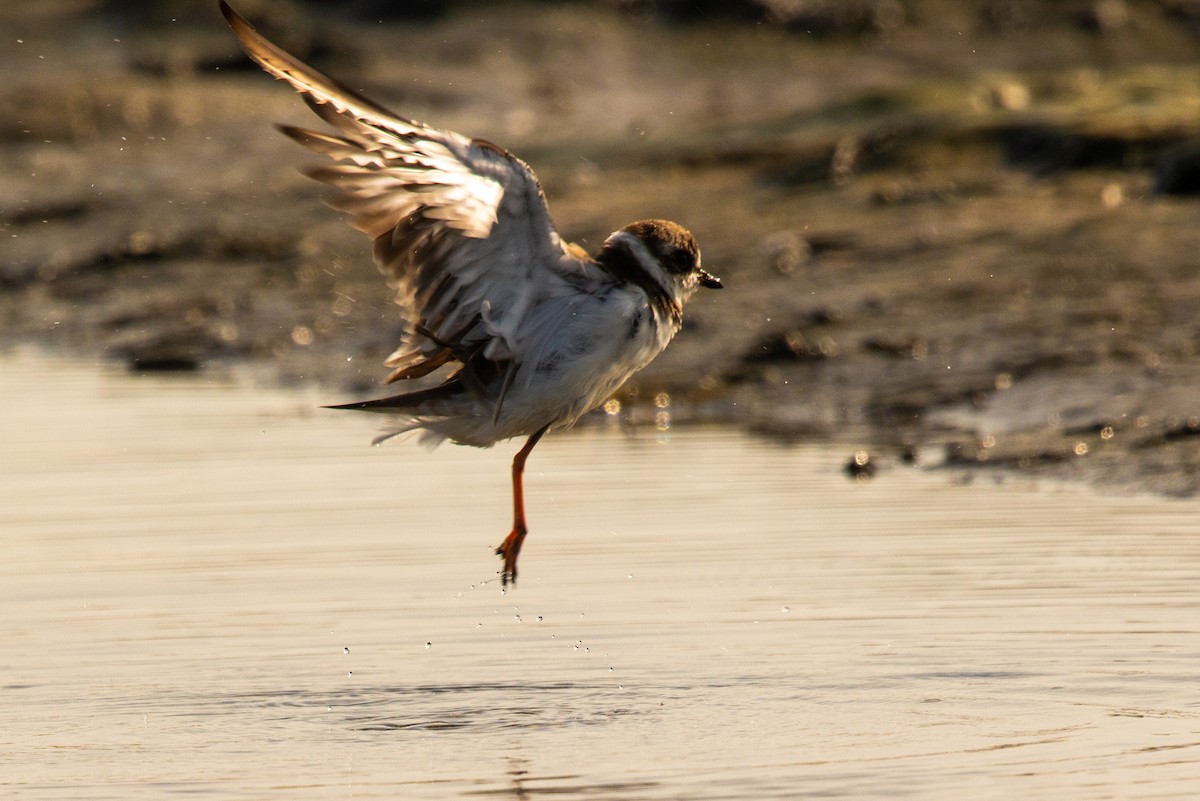 Semipalmated Plover - ML620774730