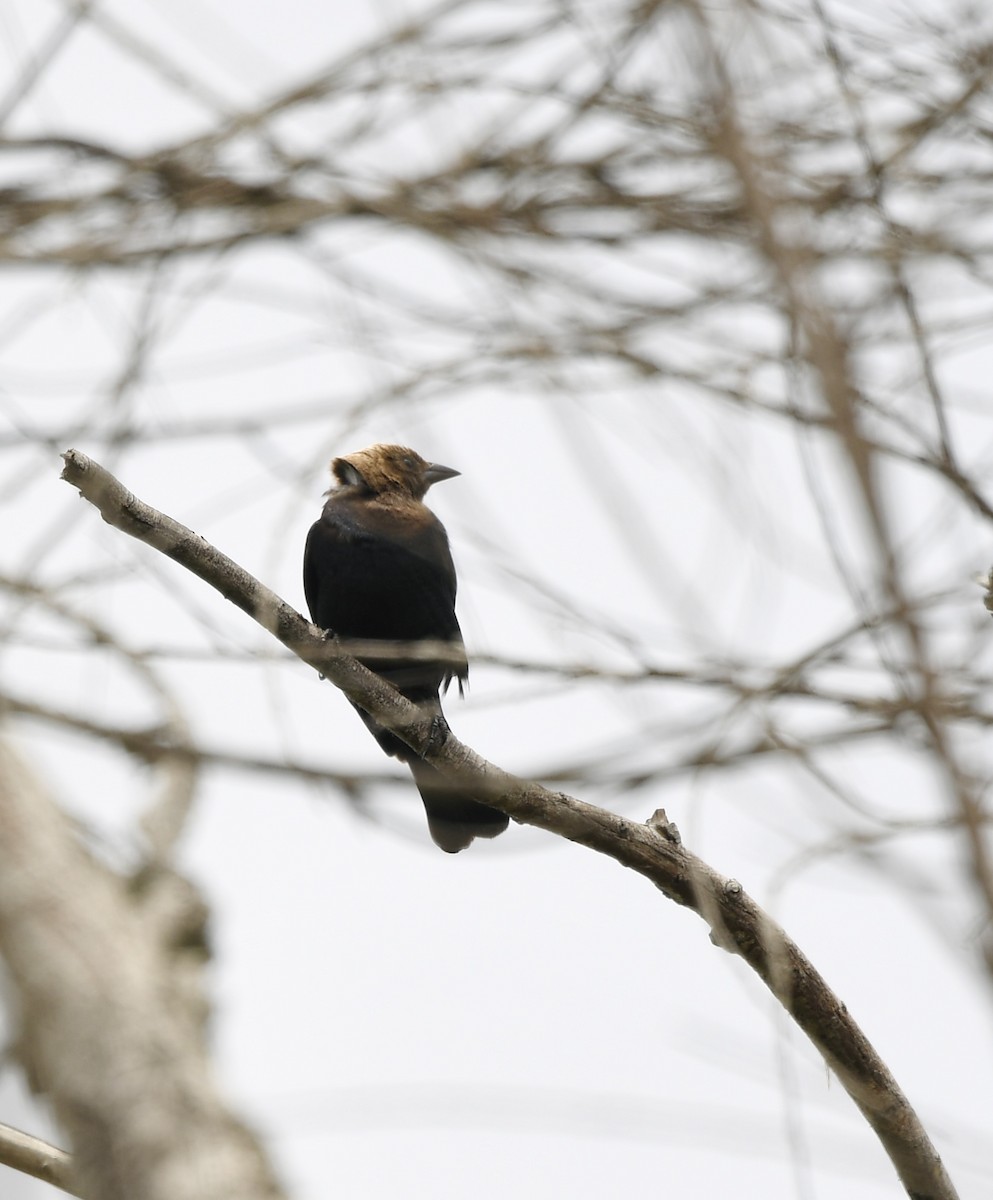 Brown-headed Cowbird - ML620774731