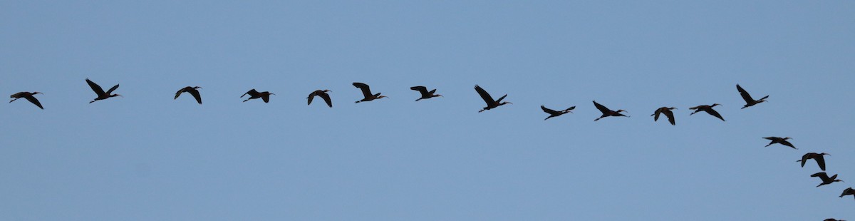 White-faced Ibis - ML620774735