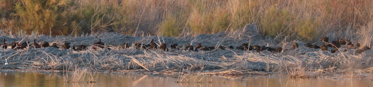 White-faced Ibis - ML620774736