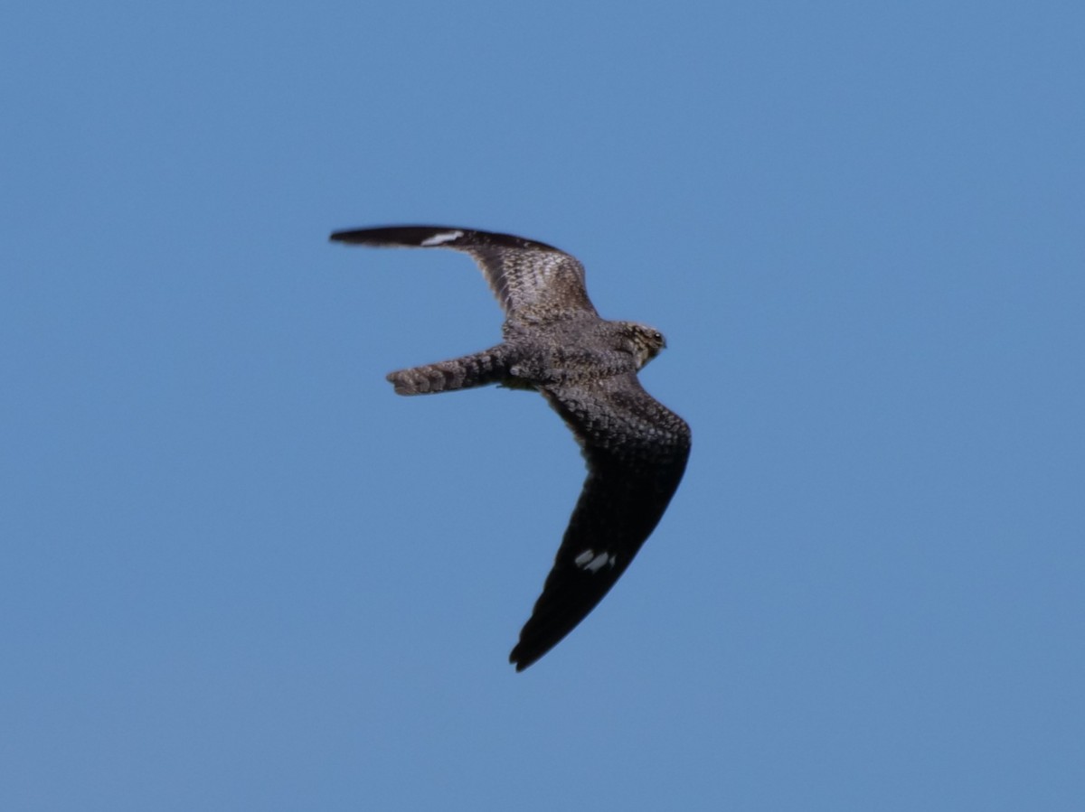 Common Nighthawk - ML620774737