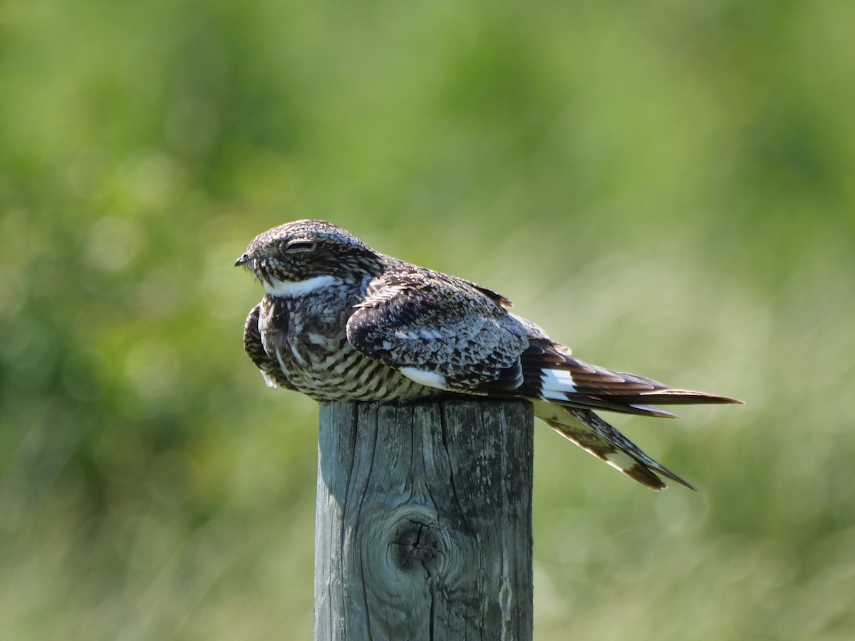 Common Nighthawk - william gray