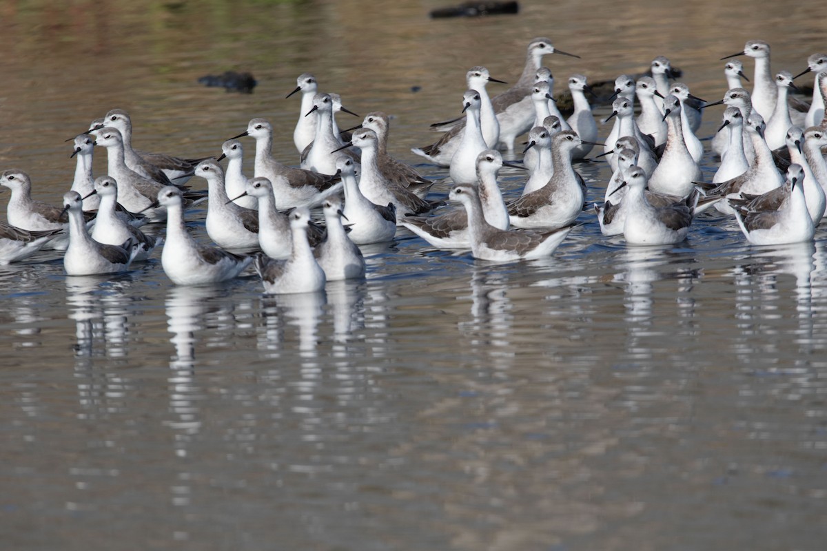 Wilson's Phalarope - ML620774739