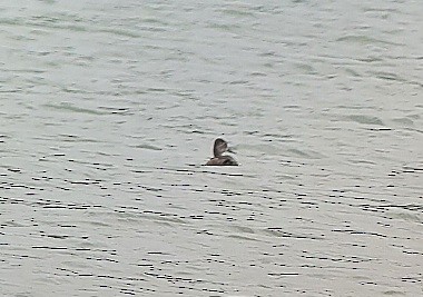 Ring-necked Duck - ML620774740