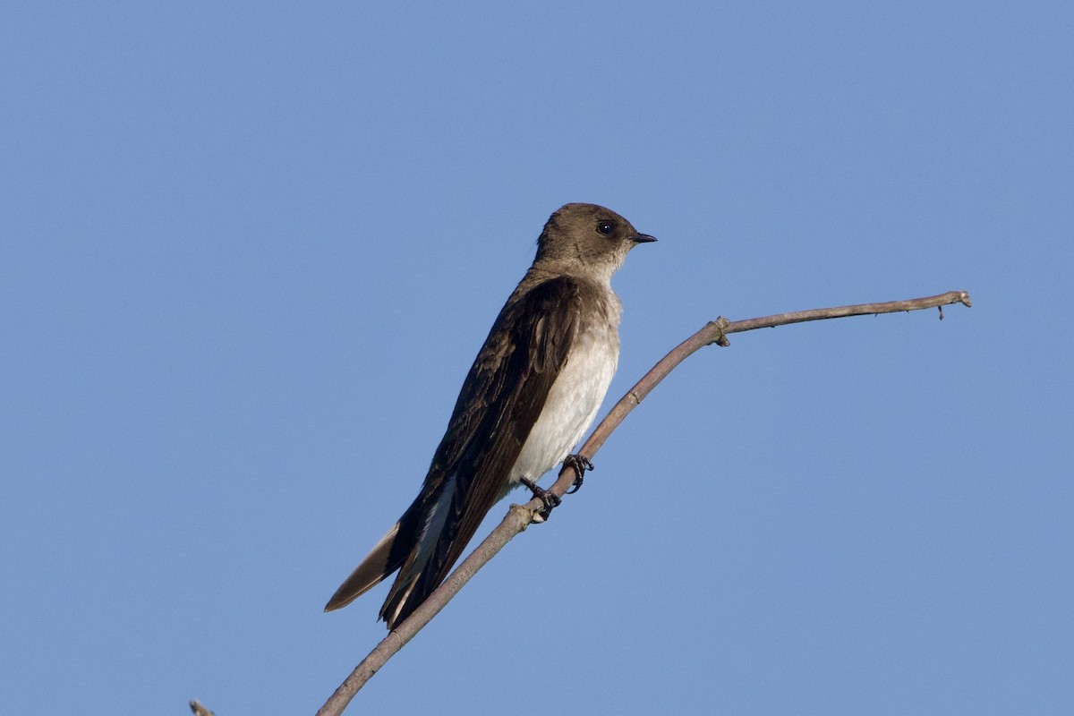 Northern Rough-winged Swallow - ML620774741