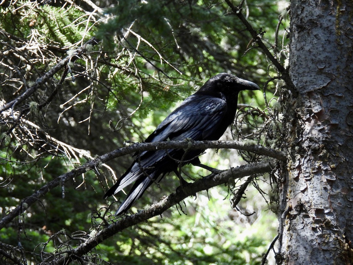 Common Raven - ML620774742