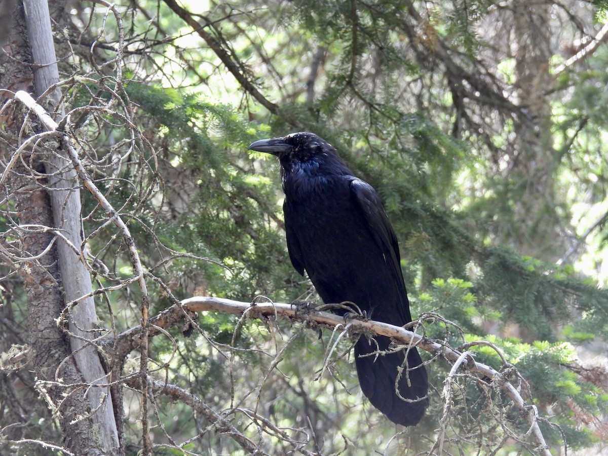 Common Raven - ML620774743